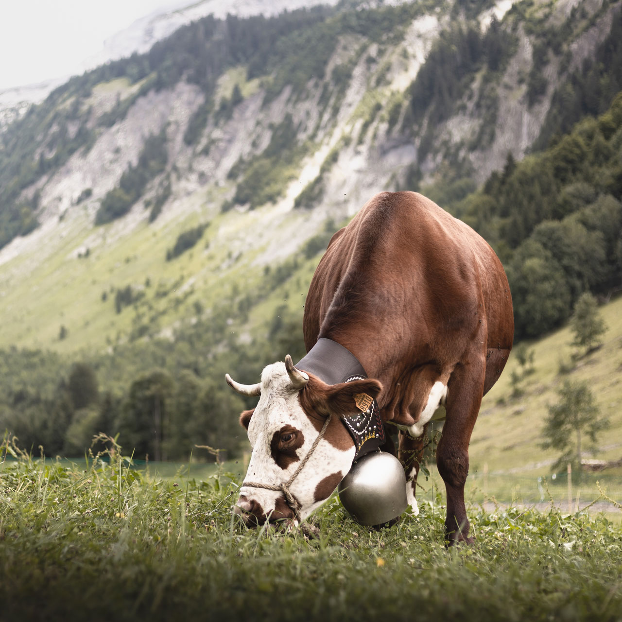 c-hudy-le-grand-bornand-tourisme-reblochon-2-224026-224698