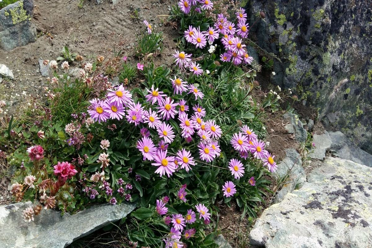 fleurs-des-alpes-1920x1080-230419