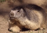 fauneflore-d-bouvetmarmotte-1-184059