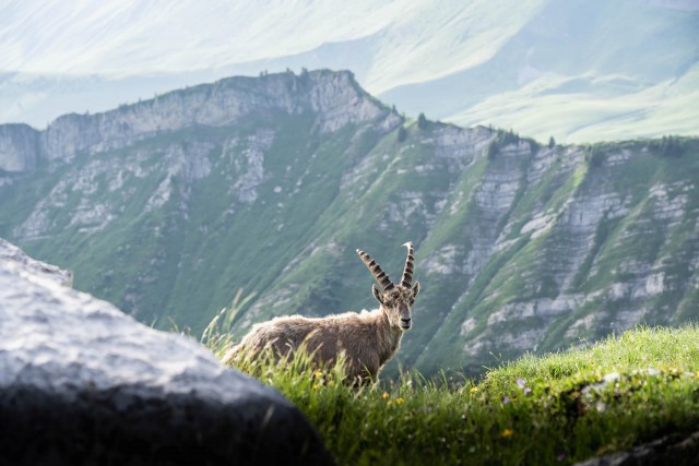 chamois-et-bouquetins-esprit-outdoor-le-grand-bornand-tourisme-301733